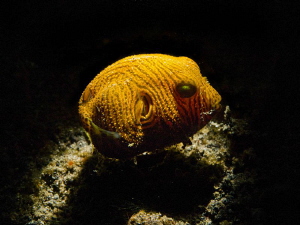 Snooted baby puffer fish (Arothron stellatus) by Alex Varani 